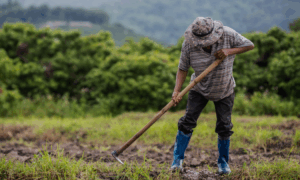 Un mal contexto para ser campesino